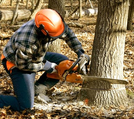Tree Removal in Kansasville, WI
